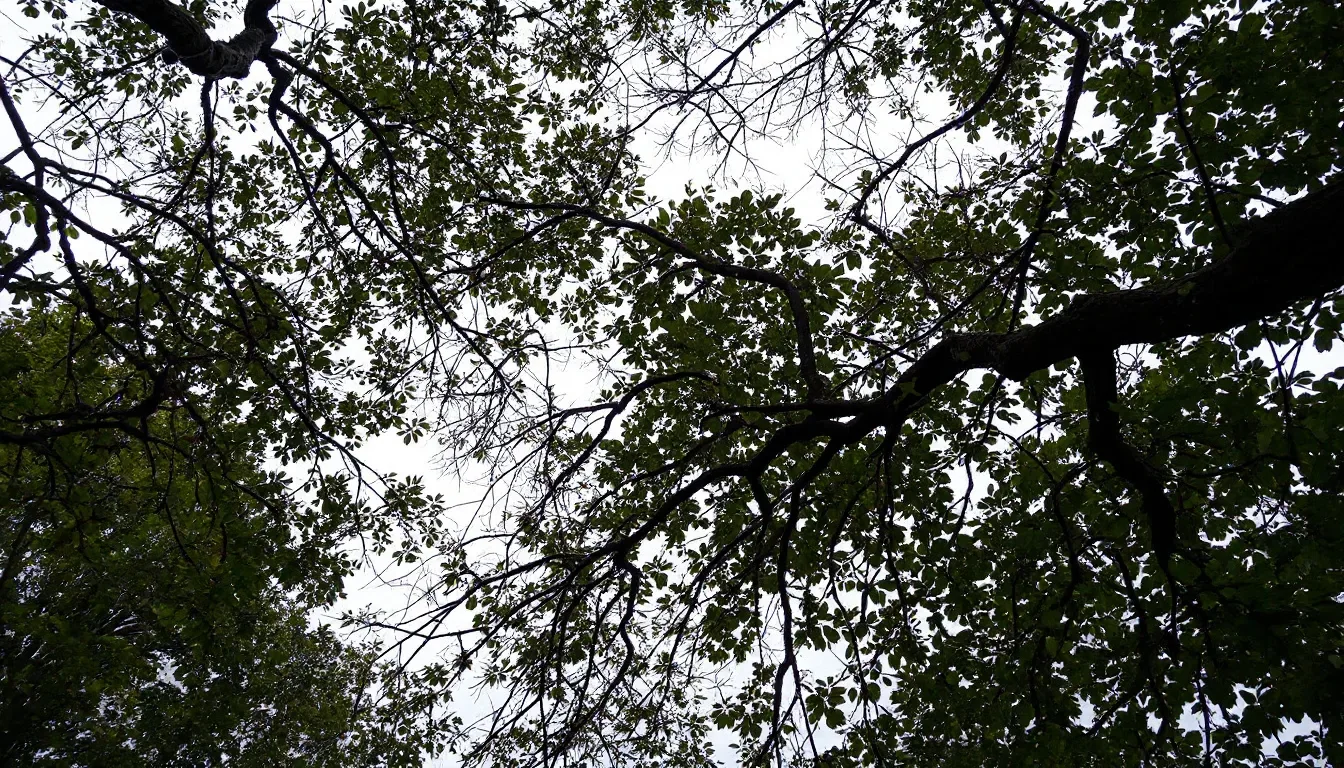 Tree Crown Reduction in Springfield